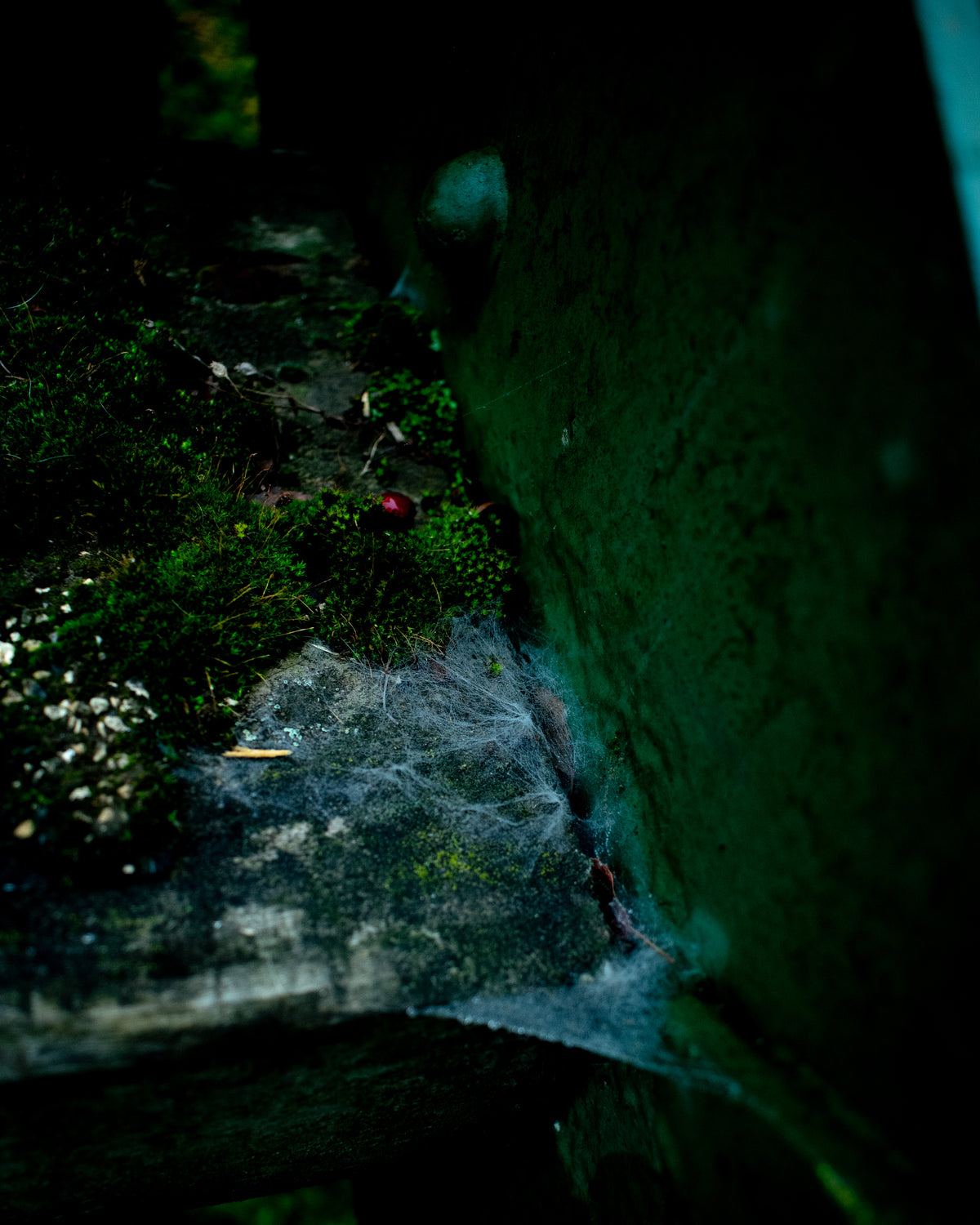 Cobwebs in the winter - Print #2